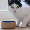 Macskatál PETWARE CANE 13 cm, fahéj/kék, kőedény, Mason Cash